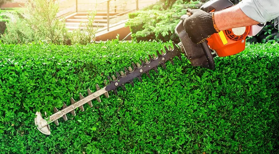 Trimming a Hedge